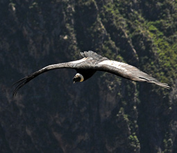 Cóndor andino en el Cañón del Colca